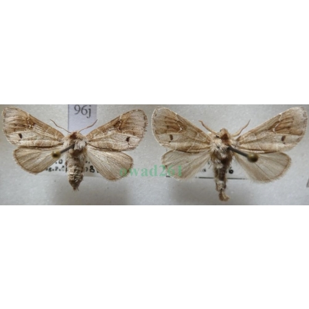 Clostera anachoreta (Denis & Schiffermüller, 1775) pair Wzjeżdżka rokitnica Czech96j